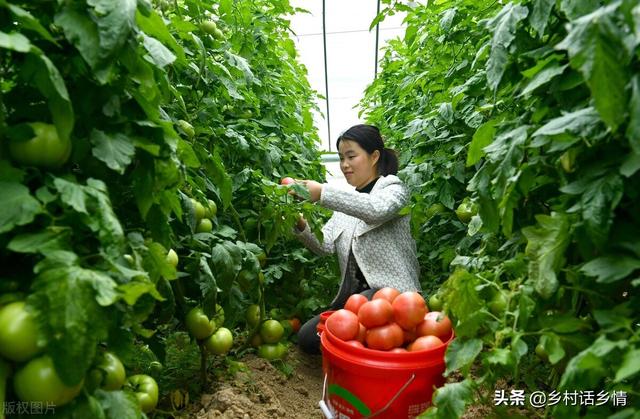 日常种菜的妙招，家庭种菜四个小妙招真神奇