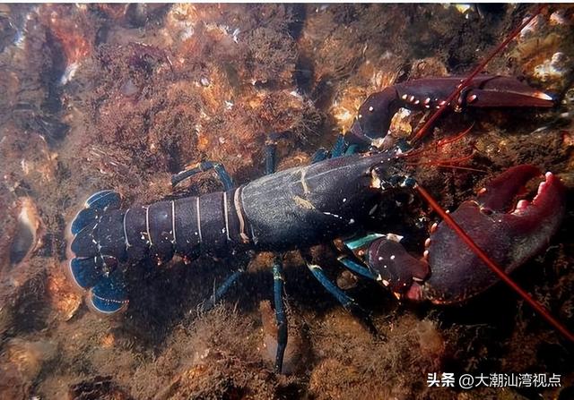 龙虾店取名大全，龙虾店起名字大全（世界各地龙虾大全）