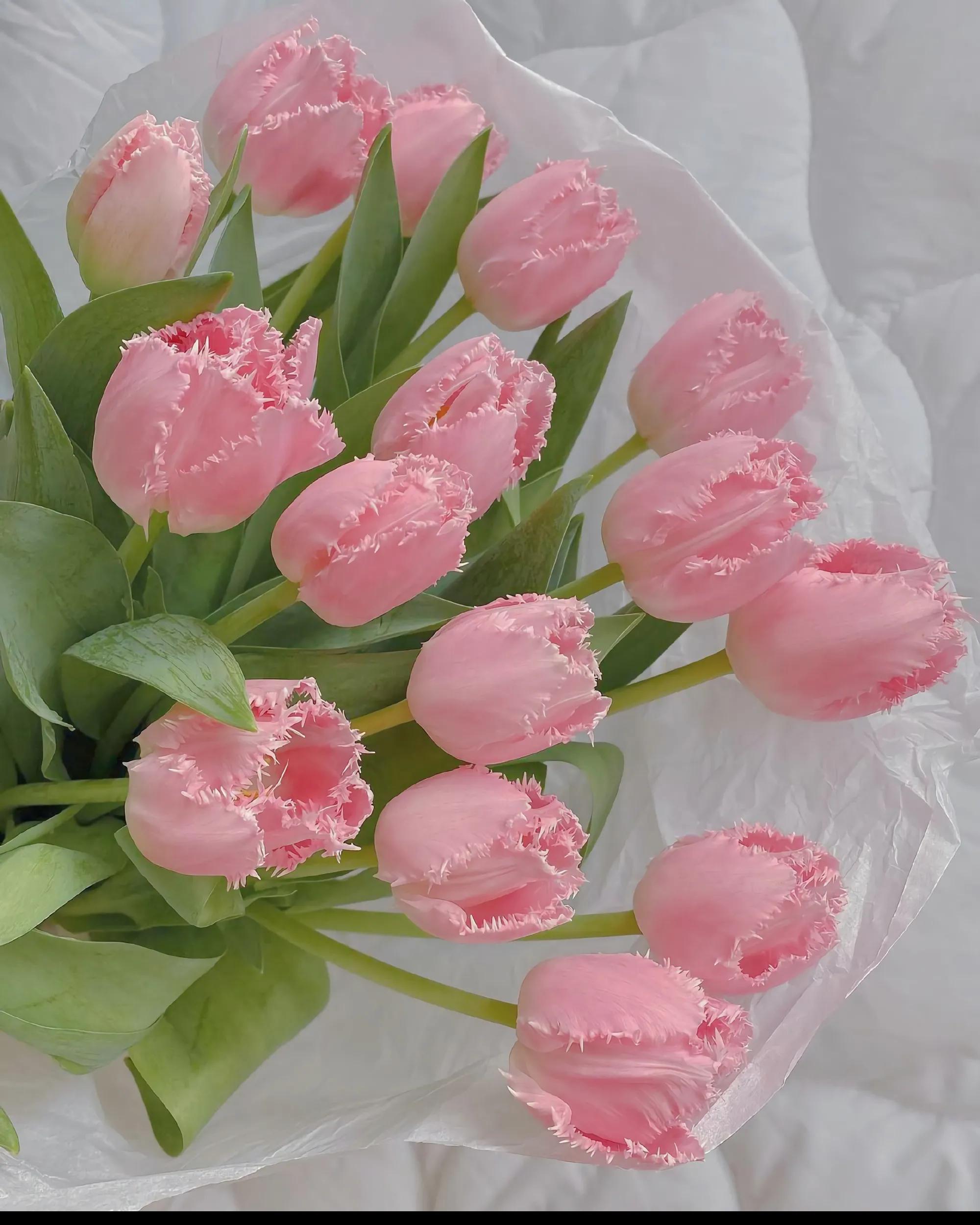 粉色郁金香的花语是永远的爱,粉色郁金香花色较为娇艳动人,非常惹人