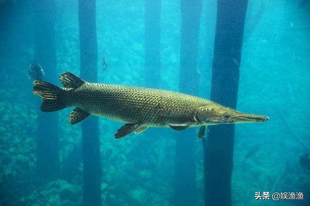 淡水觀賞魚的種類大全,你認識幾個(淡水角鬥士:十大淡水魚)