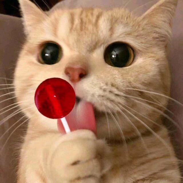 好听的布偶猫高端名字，猫名怎么取比较旺主人（你家猫咪名字有上榜吗）