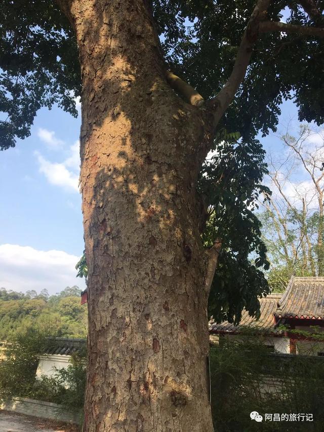 杨贵妃故里在哪里，杨贵妃故居永济市（杨贵妃是广西人还是山西人）