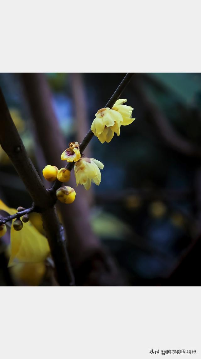 腊梅花图片 手机壁纸图片