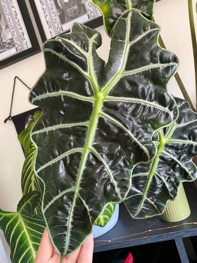 尖尾芋的养殖方法，教你从配土和浇水上养好这一大类植物