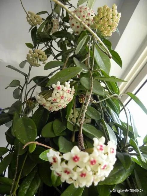 子孙球的风水学应用-子孙球在家居中的作用，子孙球寓意（分享—子孙球开花图片大全）