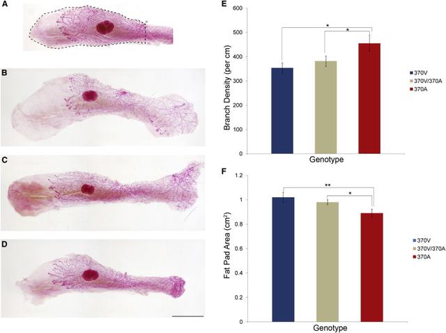 罩杯大小排列顺序，罩杯大小的顺序依次是多少（原来女生的胸部形状有那么多种）