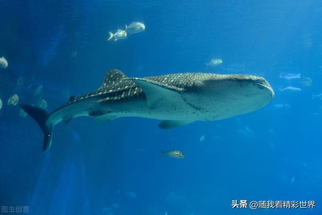 去大连旅游要多少钱，大连三日游最佳安排（来辽宁必打卡的八处景点——大连篇）