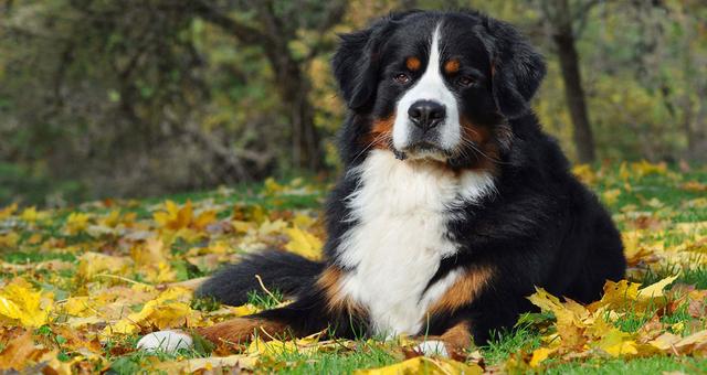 十大适合家养的大型犬，十大适合家养的大型犬短毛（几种可爱\