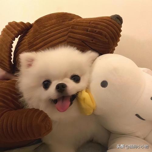 狗狗教什么意思，狗狗教是什么意思（圣火“喵喵教”PK光明“狗狗教”）