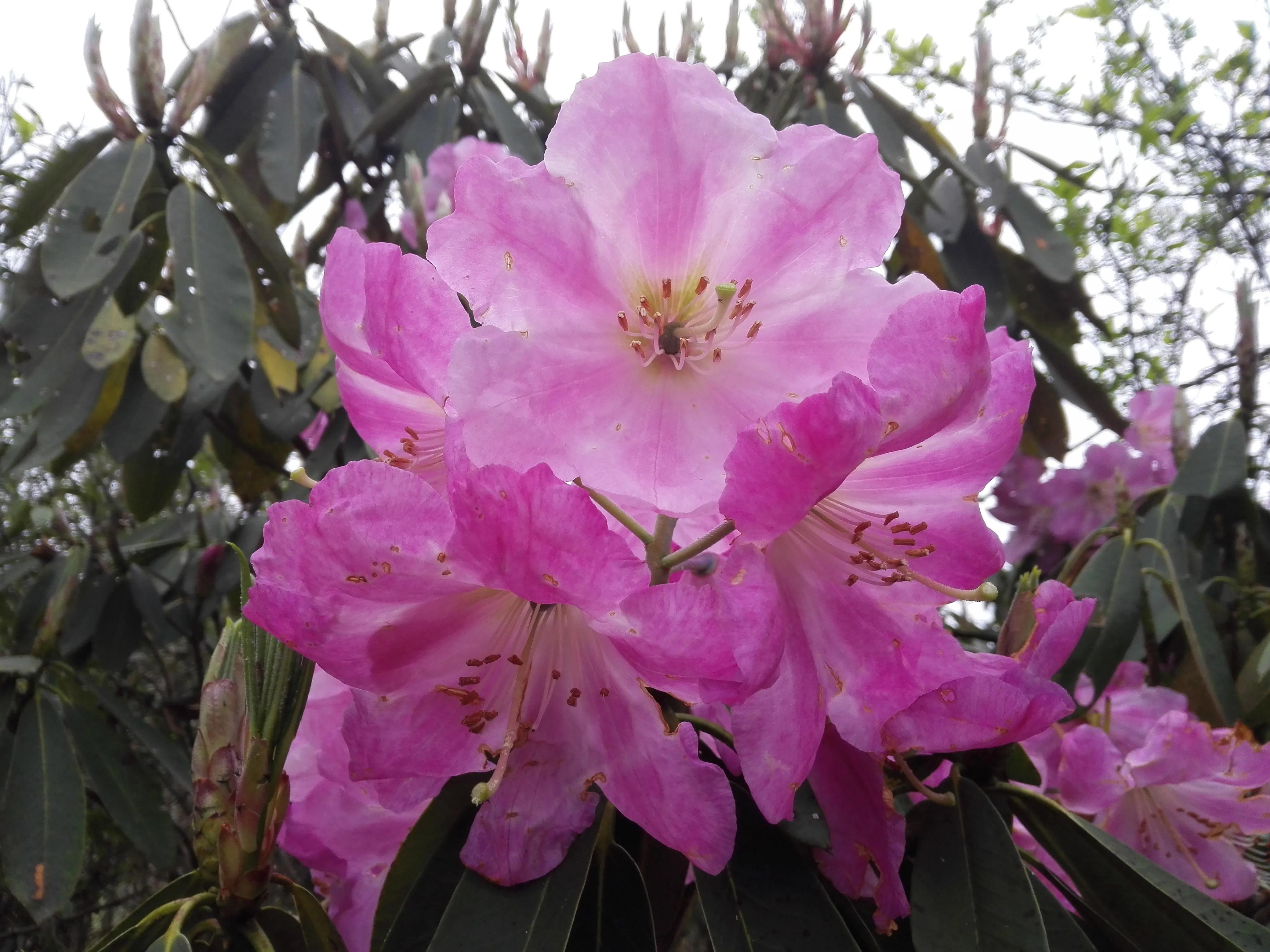 西施杜鹃花百度百科("花中西施"杜鹃花十大绝美品种图组分享) - 彝家