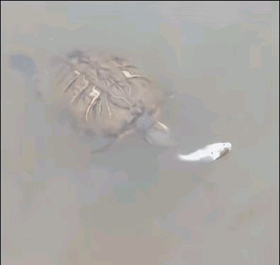 海母和水母区别，海母和水母图片大全（罕见的36张照片）