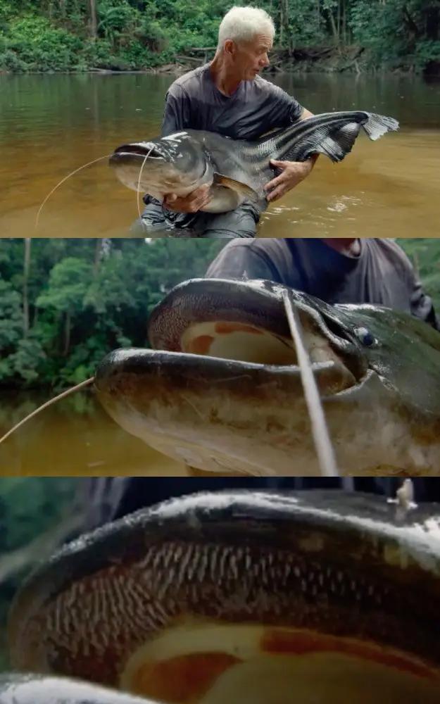 又双叒叕是鲶鱼