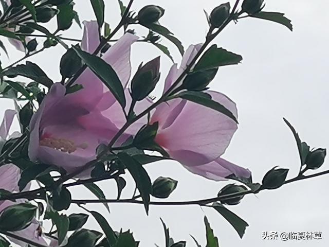 木槿花开唯美诗句，朝开暮落话枯荣