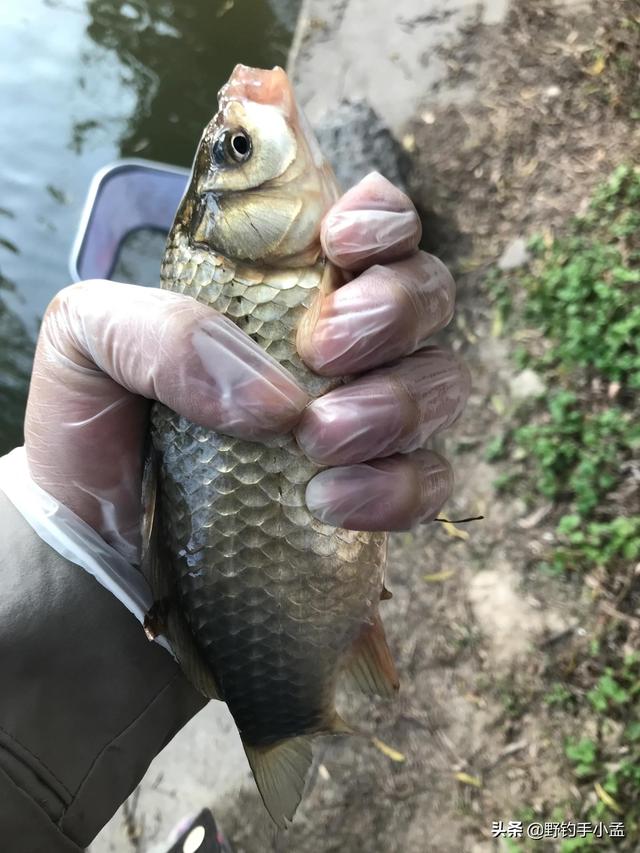 早上几点钓鱼最佳时间，上午几点钓鱼最好（占钓位只是一方面，别不信）
