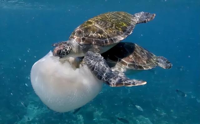海母和水母区别，海母和水母图片大全（罕见的36张照片）