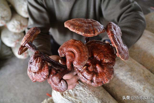 灵芝图片大全大图鉴别，怎样辨别灵芝真假【图】（有人用木头制仿品骗人）