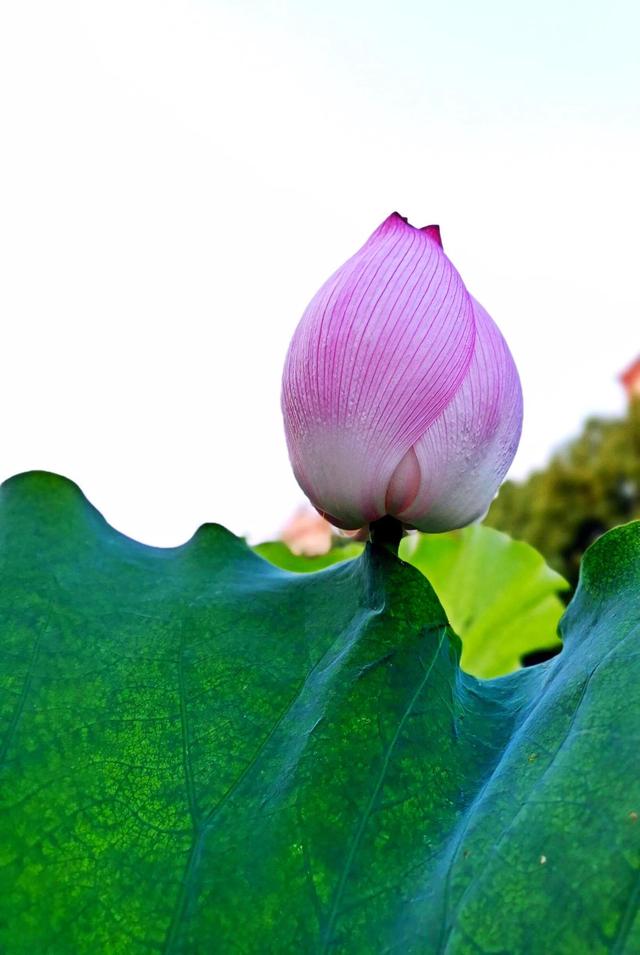 夏天荷花的描写，描写夏天荷花的景色（夏日荷花別样美）