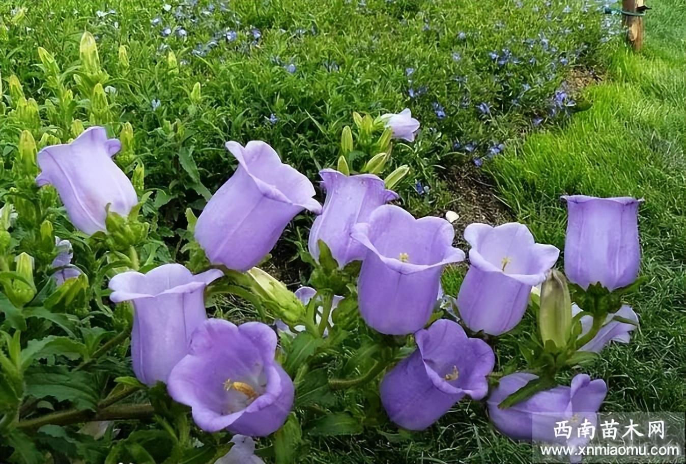 风铃草属什么科（怎么识别认识风铃草）