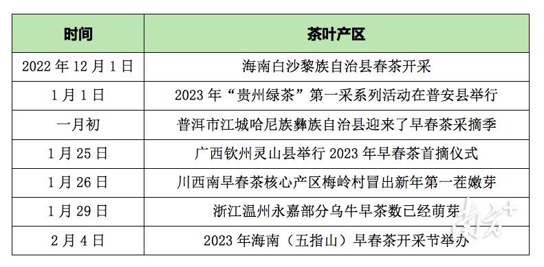 春茶是越早采摘越好吗为什么，春茶早采秘坊注意事项