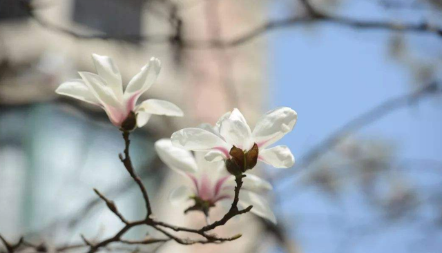 描写玉兰花开的句子，诗词鉴赏-玉兰花开春自来