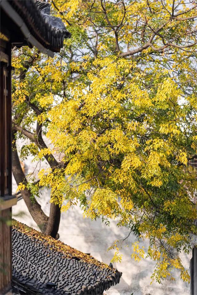 比喻秋天冷成语，比喻秋天冷的句子（秋日的凉）