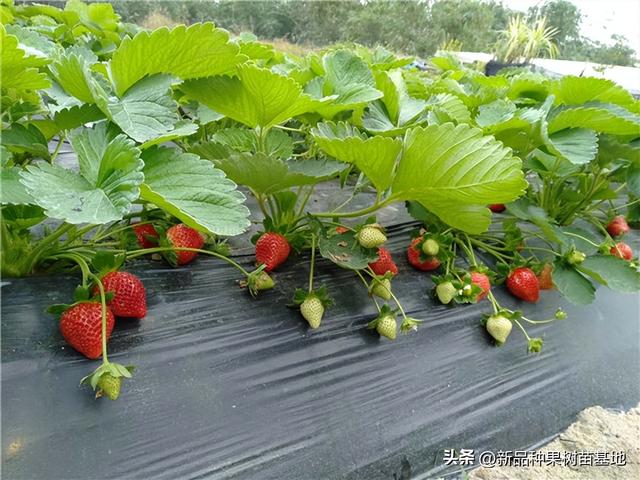 隋珠草莓品种介绍，济宁隋珠草莓苗信息（草莓界的爱马仕‘隋珠草莓苗’品种口感香甜耐运输的一种草莓品种）
