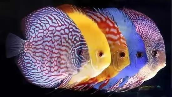 100多种神仙鱼欣赏，鳕鱼图片大全