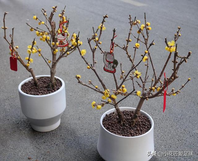 鲜花图片大全真实照片，真实水果图片（近100张鲜花美照诠释不一样的年味儿）