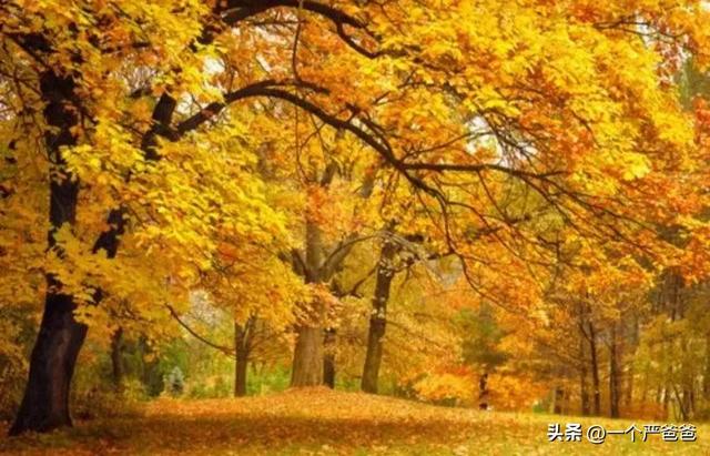 树叶为什么会落下来，秋天叶子为什么会掉呢（秋天为什么会落叶）