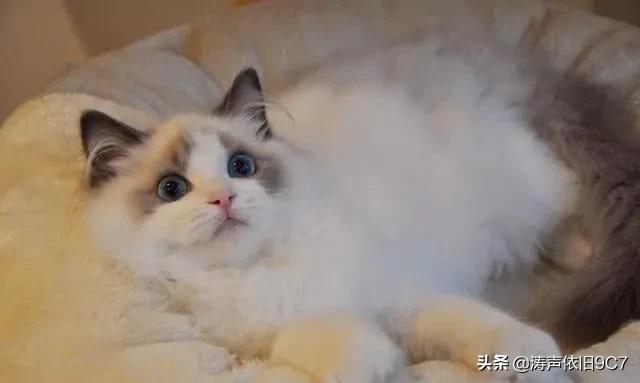 世界上最美的猫咪，世界上最美的猫咪图片（最漂亮的猫）