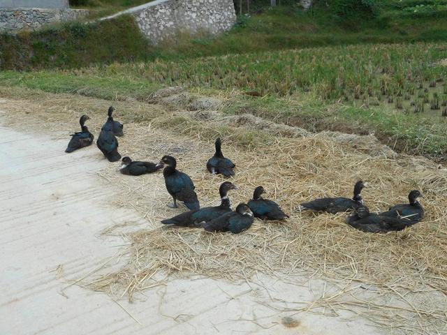 与动物有关的诗句，有关动物的诗句（6副妙用鸡鸭的对联）