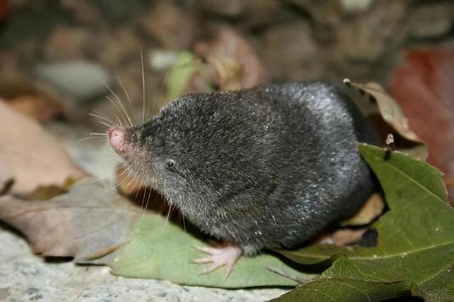 老鼠长什么样子，老鼠长什么样子(文字)（每分钟心脏能跳1200下）