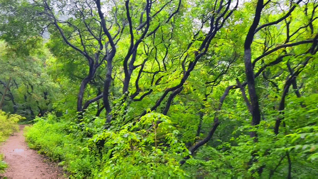 厦门龙洞风景区，厦门龙洞风景区门票多少（厦门龙洞：罕见的峡谷地貌）