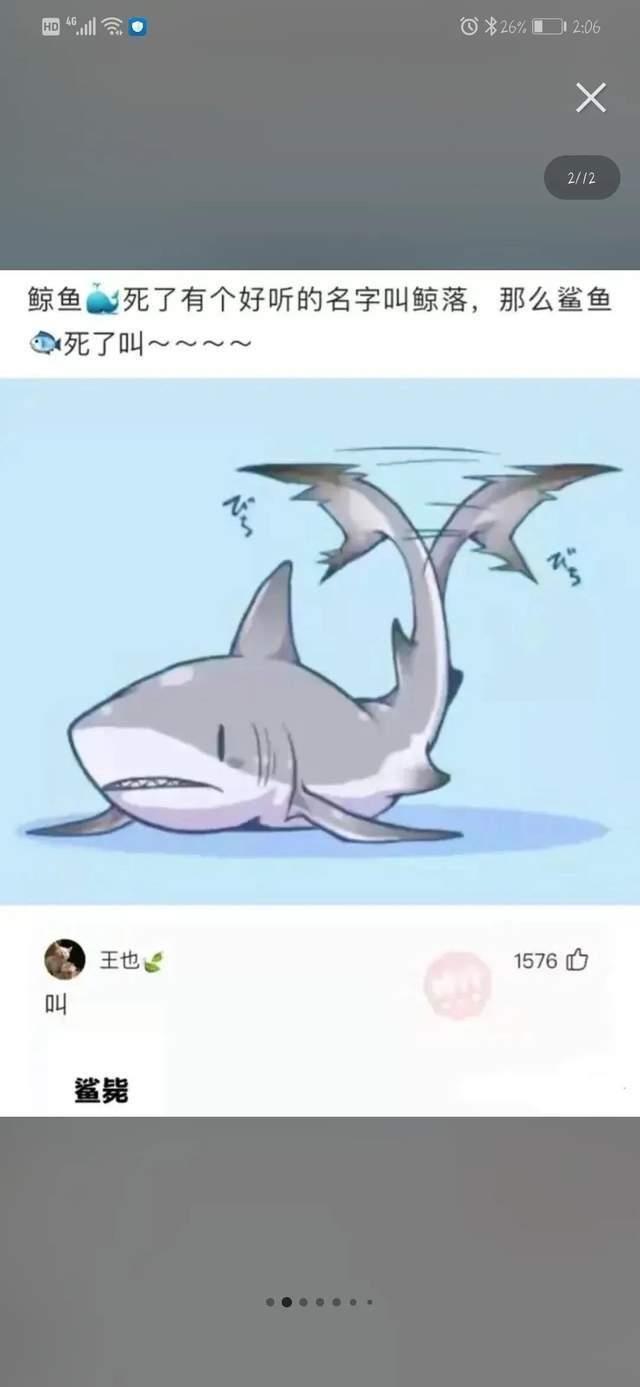 鲸落鲨掉网名，鲸落鲨掉微信昵称（鲸鱼死了有个好听的名字叫鲸落）