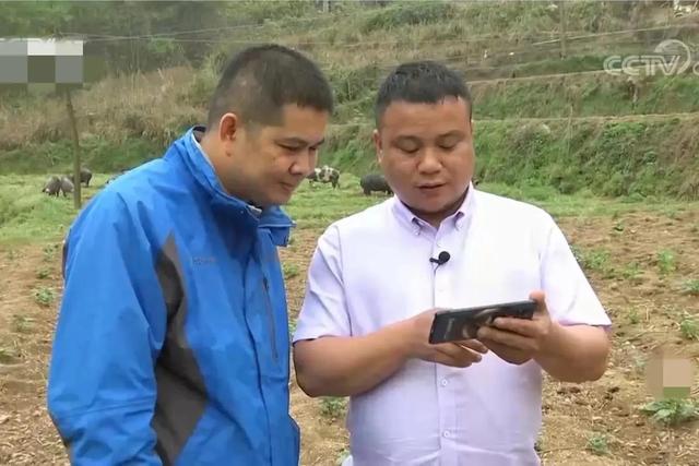 梦见好多鸡蛋捡鸡蛋是什么意思，梦见捡好多鸡蛋什么意思（湖南男子承包1200亩荒山）