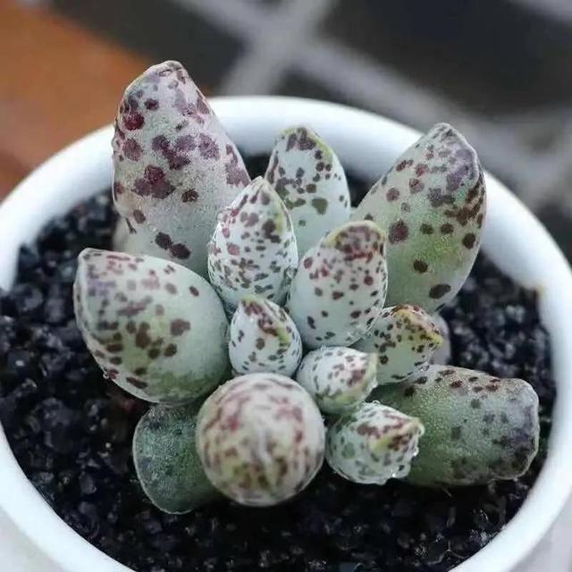 观赏蟹可以深水养吗，可以深水养的淡水观赏蟹（要肥嘟嘟才好看的多肉）