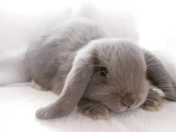 垂耳兔的饲养方法，适合当宠物养的小兔子（垂耳兔该怎么养）