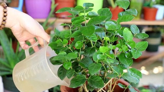 各种植物浇水的正确方法，植物该如何正确浇水（浇水兑点“小料”）