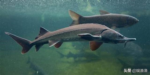 目前海洋最大的生物，最大的海洋生物有哪些（海洋中体型最大的）