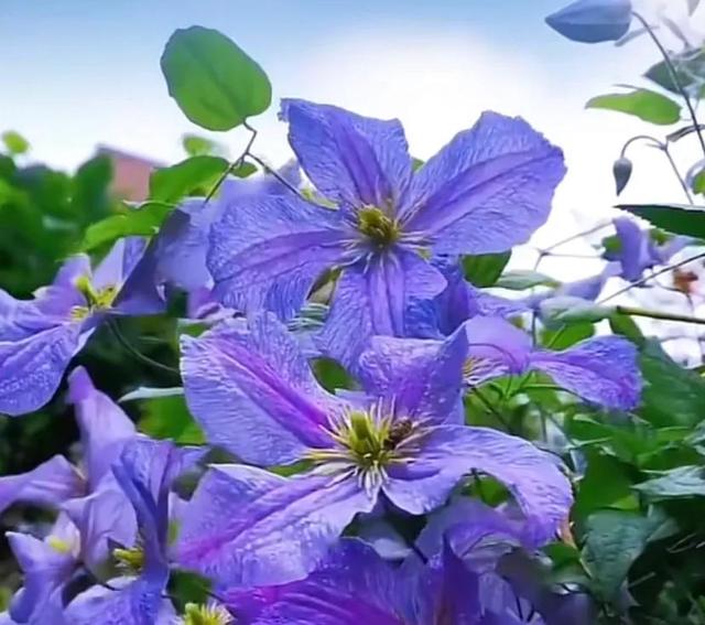 唯美花朵，唯美花朵图片（唯美清新的花朵图片）