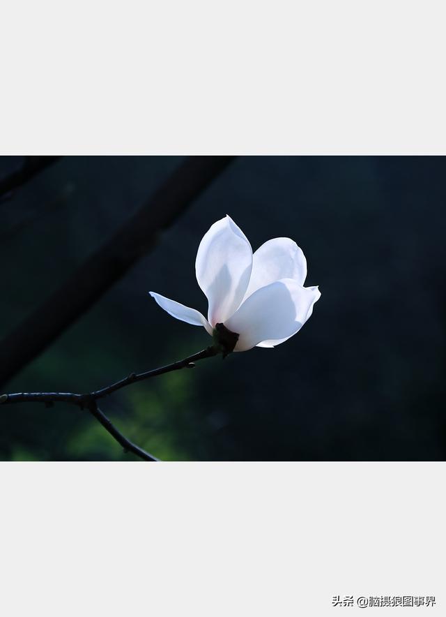 浪漫之花朵，一朵鲜花的浪漫（实拍26张玉兰花的照片图片）