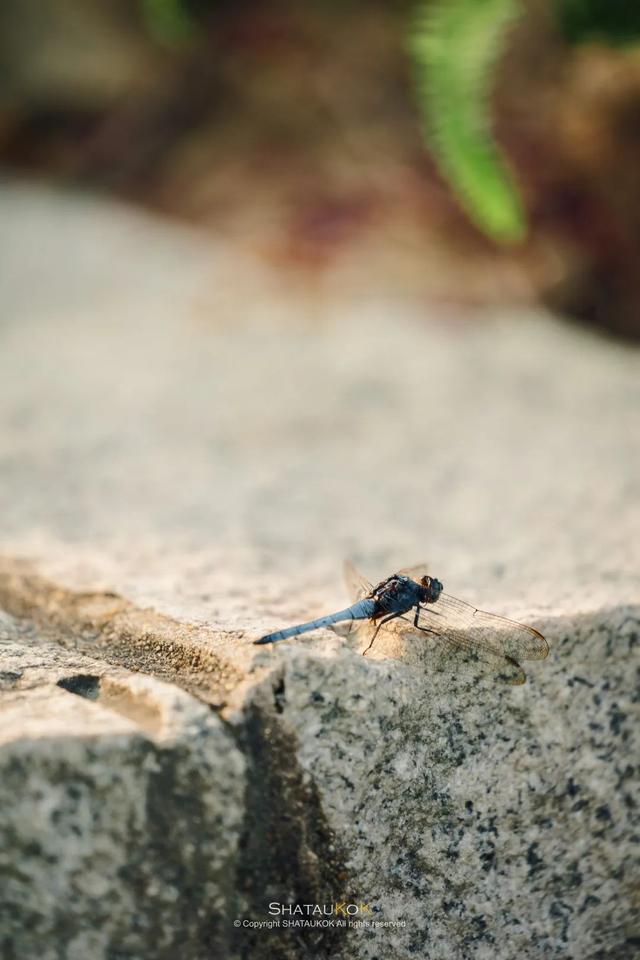 深圳大鹏湾旅游景点，深圳哪个旅游景点最好玩（登深圳753 米高梅沙尖）