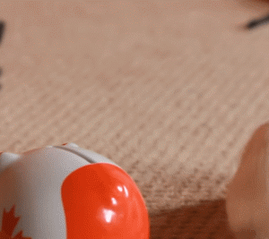 大白鼠和花枝鼠，大白鼠图片（原来有老鼠不脏不臭）