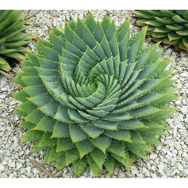 睡火莲介绍，睡火莲图片大全（8种“贵族花”）