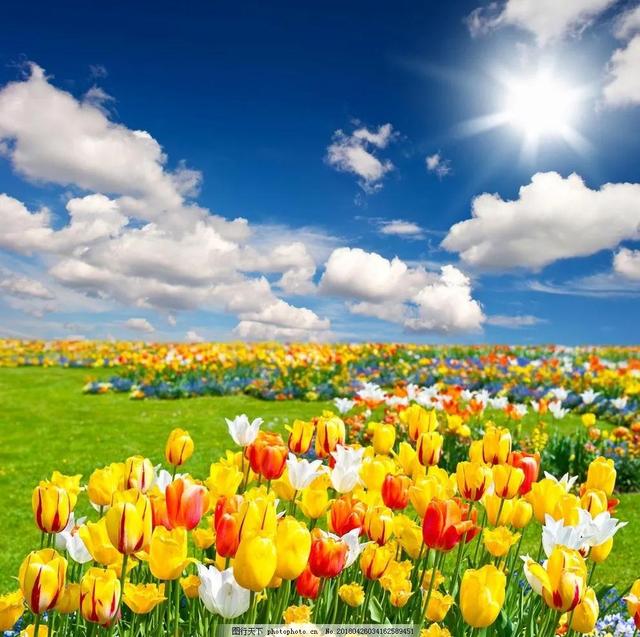 简约花朵系列背景图，微信头像，简约花朵系列背景图（吉祥花图片，精美微信头像）