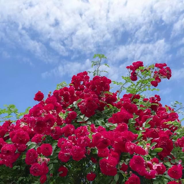 代表夏天的花朵有哪些，夏天的花朵有什么花（有院子的朋友别错过了）