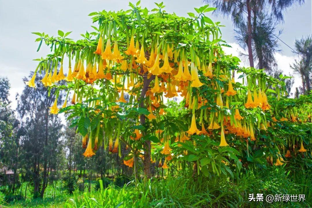 见过醉心花,洋金花,风茄花,山茄花,曼陀罗吗?传说很美很毒