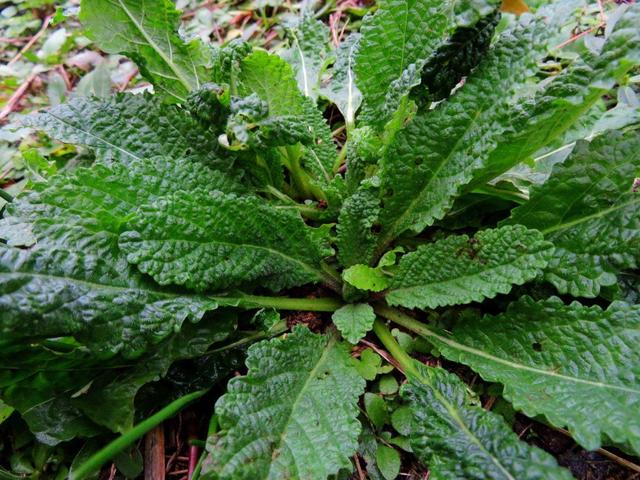 植物名字大全昵称大全，植物名称大全名字和寓意（以动物名称来命名的植物）