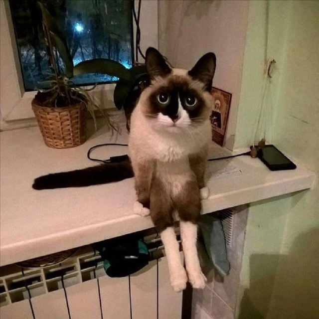 小猫咪 可爱图，小猫图片大全可爱图片大全图片（21张“搞笑”的猫咪图片）