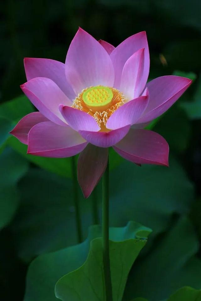 荷花是什么颜色,荷花图片大全(各种颜色,姿态各异的荷花大全之一)